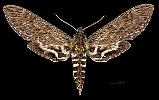 <i>Lintneria aurigutta</i> Species of moth