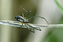 Linyphia.triangularis.male.jpg