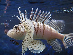 Pterois lunulata