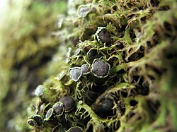 Liquen - lichen - Anaptychia ciliaris (8650792202).jpg