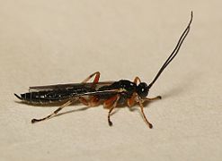 March 22: The wasp Acrodactyla quadrisculpta.