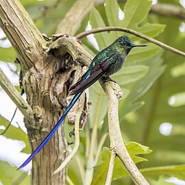 Long-tailed sylph (Aglaiocercus kingii kingii) male Cundinamarca 2.jpg