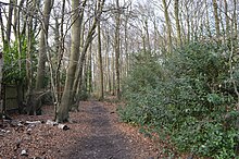 Long Grove Wood 1.JPG