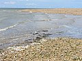 Long Rock, the estuary of the Burnham, a chalk stream whose source is on the Blean ridge near Dunkirk. On the skyline are some of the wind turbines in the Thames Estuary