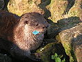 River otter and toy, Corrientes Zoo
