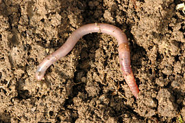 Geweune reegnworm (Lumbricus terrestris)