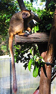 Lumholtzs tree-kangaroo Species of marsupial