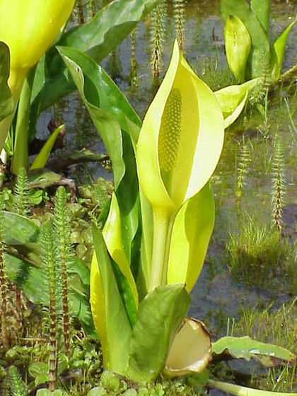 TÌNH YÊU CÂY CỎ ĐV.3 - Page 27 420px-Lysichiton_americanus1