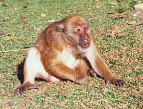 Nhiều chủ đề Hình ảnh con khỉ mốc và đẹp mắt