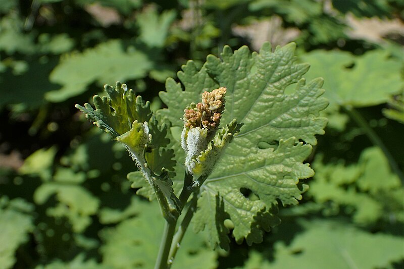 File:Macleaya cordata kz10.jpg