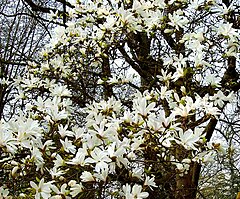 Description de l'image Magnolia cylindrica 2 Botanical Garden Heidelberg.JPG.