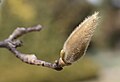 Image 23Magnolia x veitchii bud