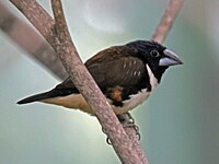 Mannikin, Magpie Lonchura fringilloides