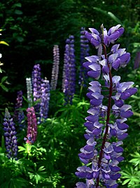 Large-leaved lupine (Lupinus polyphyllus): native to western North America but introduced and invasive in several areas worldwide Mainelupin.jpg