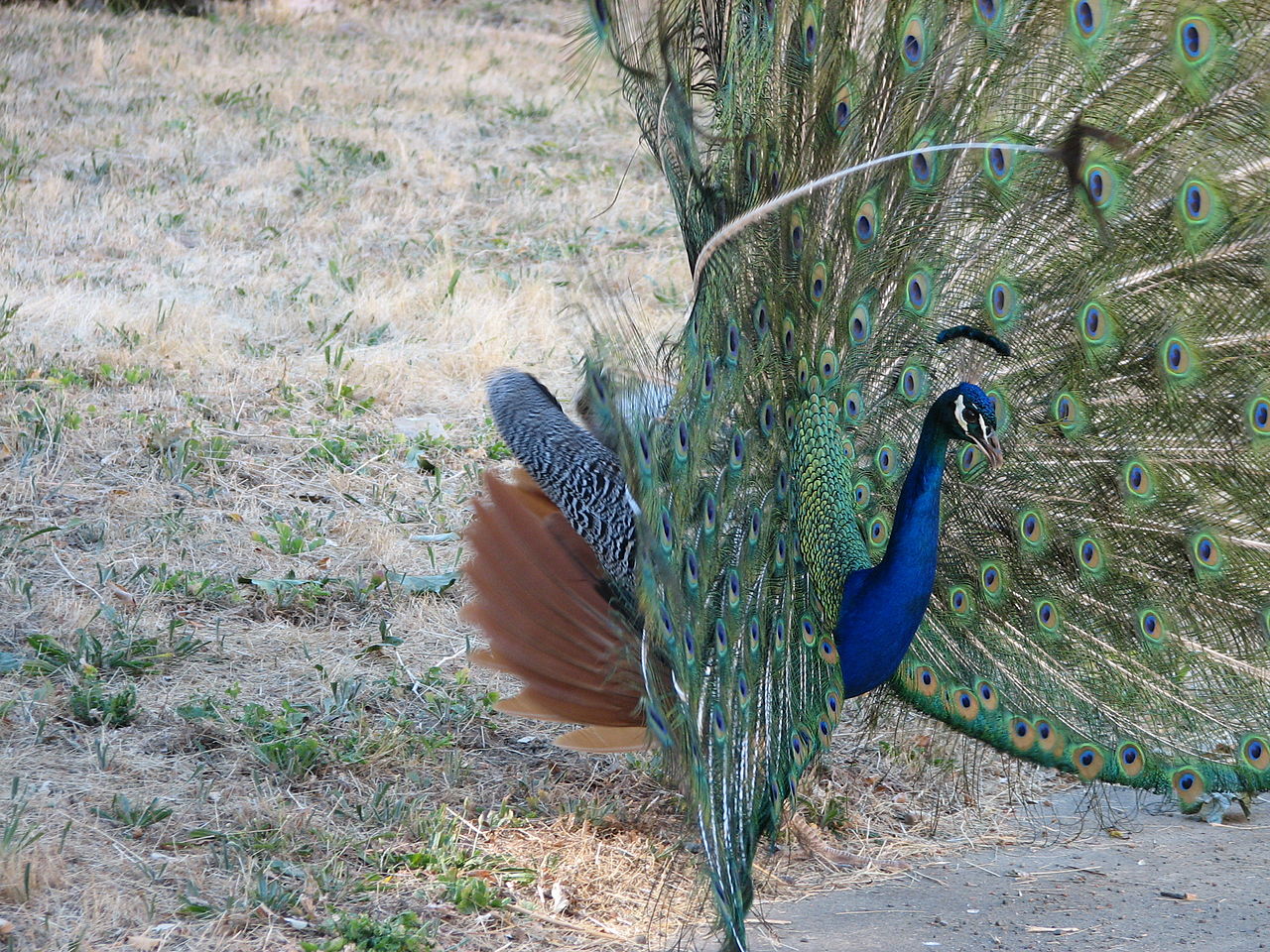 File:Peafowl (Peacock) Feather.jpg - Wikimedia Commons