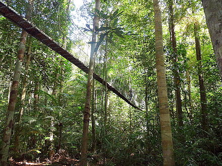 Canopy walkway