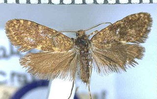 <i>Mallobathra crataea</i> Species of moth