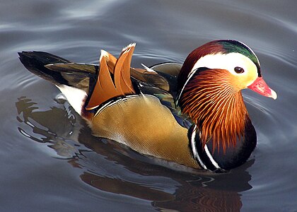 Bebek Mandarin