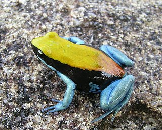 <span class="mw-page-title-main">Blue-legged mantella</span> Species of amphibian