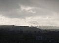 Mappowder, birds over Parsonage Farm - geograph.org.uk - 1135159.jpg