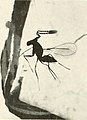 Marvels of insect life; a popular account of structure and habit (1916) (14778205824).jpg
