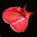 Masdevallia racemosa