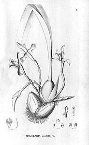 plate 1 Maxillaria parkeri (as syn. Maxillaria multiflora)