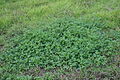 Medicago polymorpha.