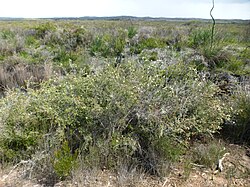 Melaleuca incana (habit).JPG