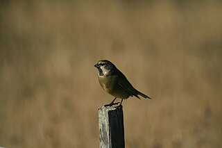 White-bridled finch Species of bird