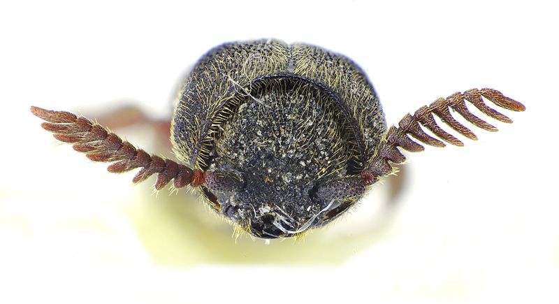 File:Melasis buprestoides front.jpg