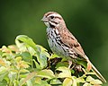 * Nomination Song sparrow --Cephas 10:07, 19 March 2023 (UTC) * Promotion  Support Good quality. --Charlesjsharp 11:01, 20 March 2023 (UTC)