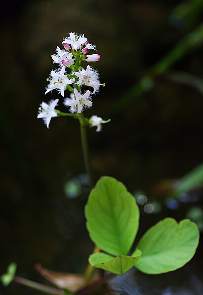 File:MenyanthesTrifoliata2.jpg