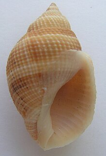 <i>Merica melanostoma</i> Species of gastropod
