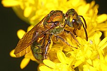 Metallic Sweat Bee - druh Augochlorella nebo Augochlora, poblíž Skyland, národní park Shenandoah, Virginia.jpg