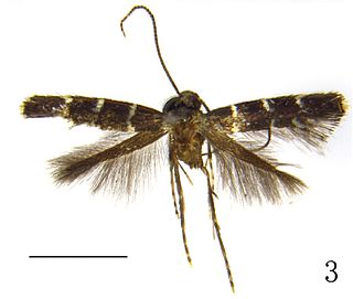 <i>Metriochroa alboannulata</i> Species of moth