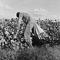 Dorothea Lange. Migratory field worker picking cotton in San Joaquin Valley, California. These pickers are being paid 75 cents per 100 pounds picked cotton. Strikers organizing under CIO Union are demanding $1. A good male picker, in good cotton under favorable weather conditions, can pick about 200 pounds in a day's work. November 1938.