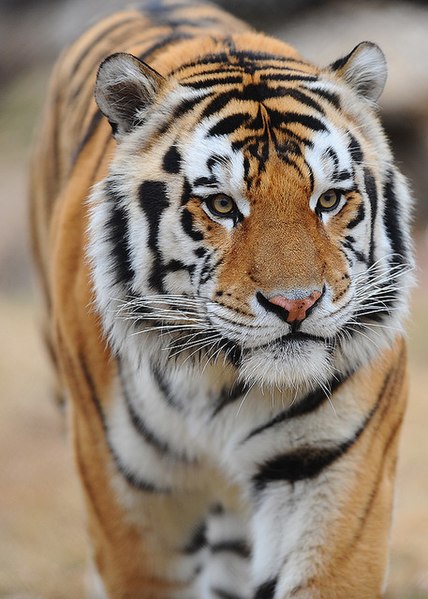 File:Mike VI the Tiger (Louisiana State University mascot).jpg