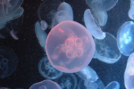 Jellyfish at Kamo Aquarium in Tsuruoka