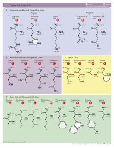 Molecular structures of the 21 proteinogenic amino acids.svg