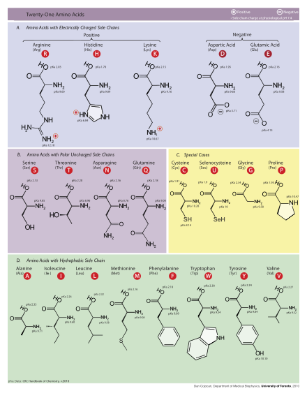 Table of amino acids