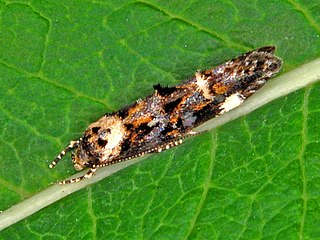 <i>Mompha conturbatella</i> Species of moth