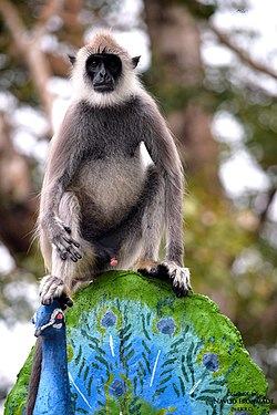 Monkey and the Peacock