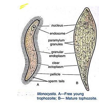 <i>Monocystis</i> Genus of single-celled organisms
