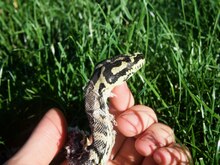 A young jungle carpet python in shed Morelia spilota cheynei.tif