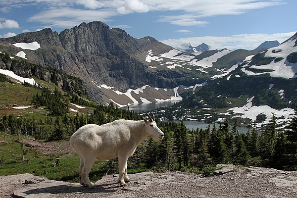 Mountain goat, official park symbol, above Hidden Lake, with Dragons Tail in the distance