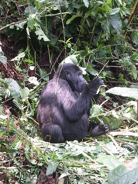 Mountain gorilla in Bwindi Impenetrable National Park