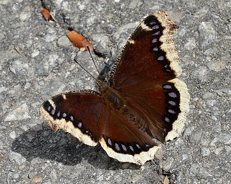 Mourning Cloak (Nymphalis antiopa)