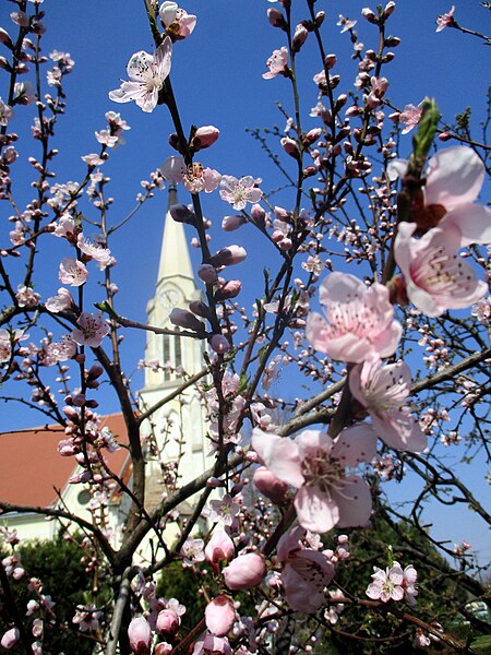 File:Mužlja-church-peach.jpg