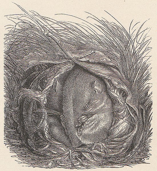 Datei:Muscardinus avellanarius - 1700-1880 little dormouse, sleeping in the winter nest.jpg